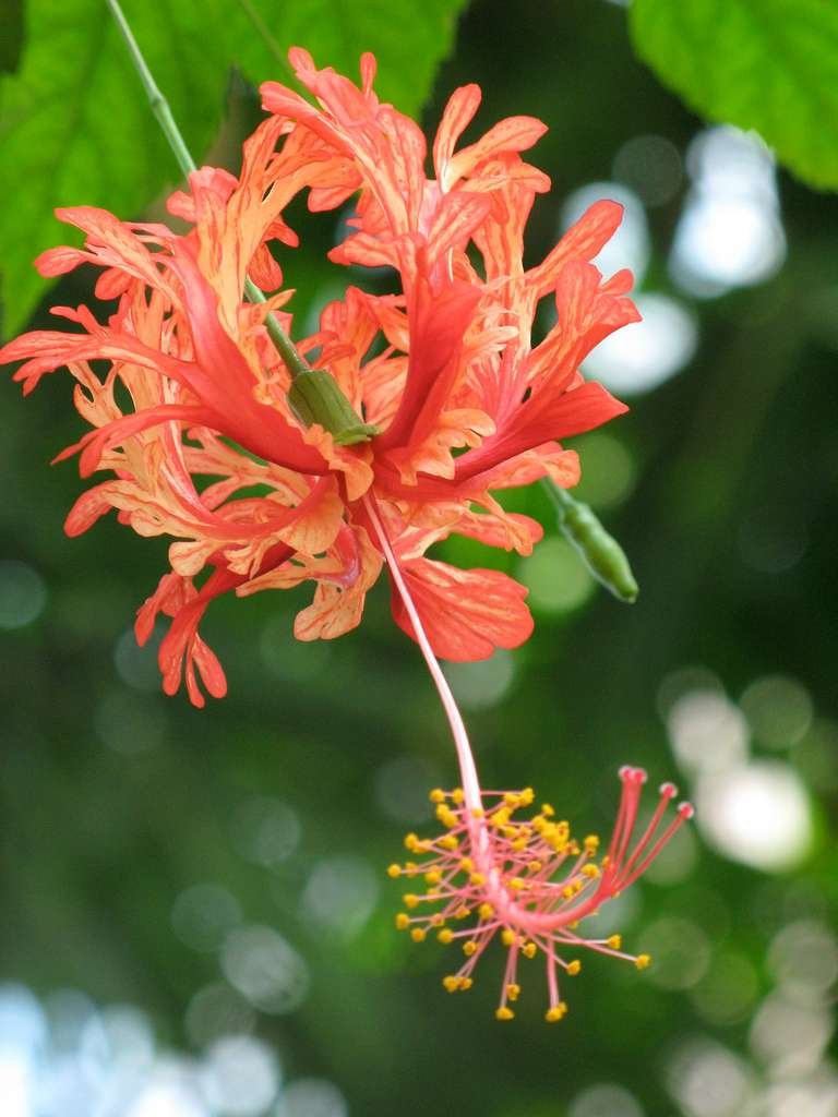 Coral Hibiscus (Hibiscus schizopetalus)